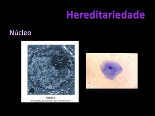 HereditariedadeMas onde se localiza o material genético?