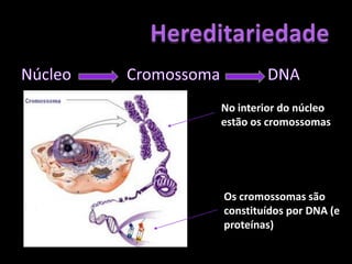 NúcleoHereditariedade