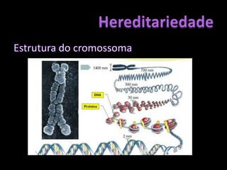 Núcleo 	   	Cromossoma	       	DNA HereditariedadeNo interior do núcleo estão os cromossomasOs cromossomas são constituídos por DNA (e proteínas)