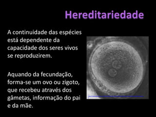 HereditariedadeA continuidade das espécies está dependente da capacidade dos seres vivos se reproduzirem.	Aquando da fecundação, forma-se um ovo ou zigoto, que recebeu através dos gâmetas, informação do pai e da mãe.In: http://1.bp.blogspot.com/_CKOPGdEOpVo/TQePukvc6nI/AAAAAAAAAnk/Tehpo18iKEw/s1600/zigoto1.jpg