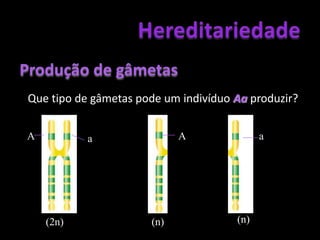 HereditariedadeDominânciaOs Alelos que se expressam da mesma forma nas condições homozigótica e heterozigótica são chamados dominantes.Ex: Indivíduos RR e Rr para o factor Rh são Rh+.