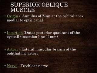 SUPERIOR OBLIQUE
MUSCLE
• Origin : Annulus of Zinn at the orbital apex,
medial to optic canal
• Insertion :Outer posterior quadrant of the
eyeball (insertion line 11mm)
• Artery : Lateral muscular branch of the
ophthalmic artery
• Nerve : Trochlear nerve
 