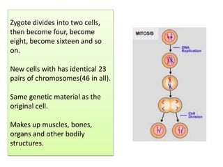 Zygote divides into two cells,
then become four, become
eight, become sixteen and so
on.
New cells with has identical 23
pairs of chromosomes(46 in all).

Same genetic material as the
original cell.
Makes up muscles, bones,
organs and other bodily
structures.

 