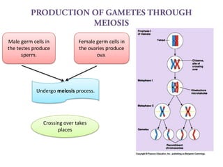 Male germ cells in
the testes produce
sperm.

Female germ cells in
the ovaries produce
ova.

Undergo meiosis process.

Crossing over takes
places

 