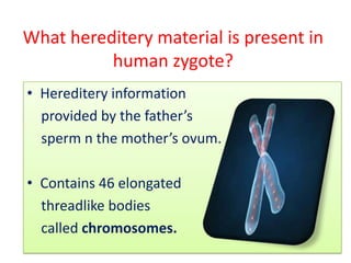 What hereditery material is present in
human zygote?
• Hereditery information
provided by the father’s
sperm n the mother’s ovum.

• Contains 46 elongated
threadlike bodies
called chromosomes.

 