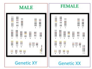 M

Genetic XY

Genetic XX

 