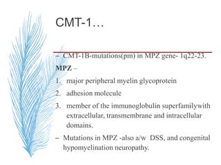 CMT-1…
– CMT-1B-mutations(pm) in MPZ gene- 1q22-23.
MPZ –
1. major peripheral myelin glycoprotein
2. adhesion molecule
3. member of the immunoglobulin superfamilywith
extracellular, transmembrane and intracellular
domains.
– Mutations in MPZ -also a/w DSS, and congenital
hypomyelination neuropathy.
 