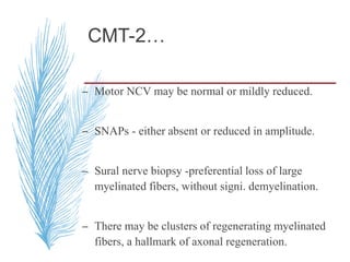 CMT-2…
– Motor NCV may be normal or mildly reduced.
– SNAPs - either absent or reduced in amplitude.
– Sural nerve biopsy -preferential loss of large
myelinated fibers, without signi. demyelination.
– There may be clusters of regenerating myelinated
fibers, a hallmark of axonal regeneration.
 