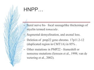 HNPP…
– Sural nerve bx- focal sausagelike thickenings of
myelin termed tomacula .
– Segmental demyelination, and axonal loss.
– Deletion of pmp22 gene chromo. 17p11.2-12
(duplicated region in CMT1A) in 85% .
– Other mutations in PMP22 - frameshift or
nonsense mutations (lenssen et al., 1998; van de
wetering et al., 2002).
 