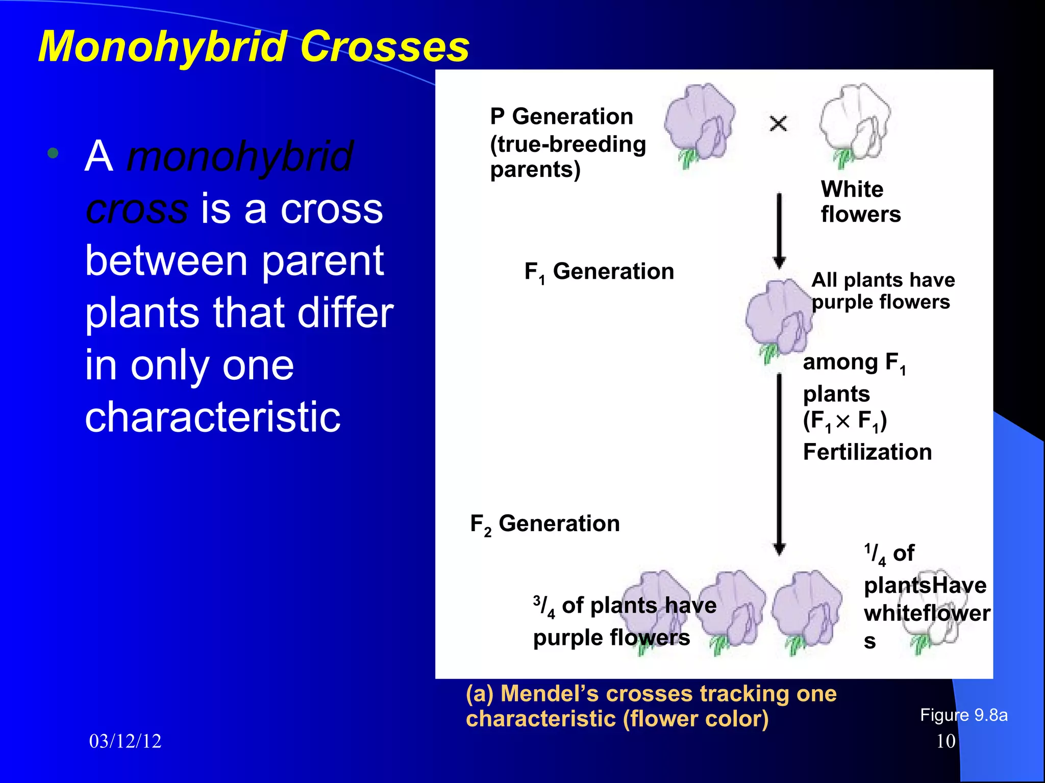 Monohybrid Crosses
                         P Generation
• A monohybrid           (true-breeding
                         parents)
                                            Purple     White
  cross is a cross                          flowers    flowers

  between parent            F1 Generation             All plants have
  plants that differ                                  purple flowers


  in only one                                         among F1
                                                      plants
  characteristic                                      (F1 × F1)
                                                      Fertilization


                       F2 Generation
                                                            1
                                                             /4 of
                                                            plantsHave
                            3
                             /4 of plants have              whiteflower
                            purple flowers                  s

                       (a) Mendel’s crosses tracking one
                       characteristic (flower color)             Figure 9.8a
  03/12/12                                                            10
 