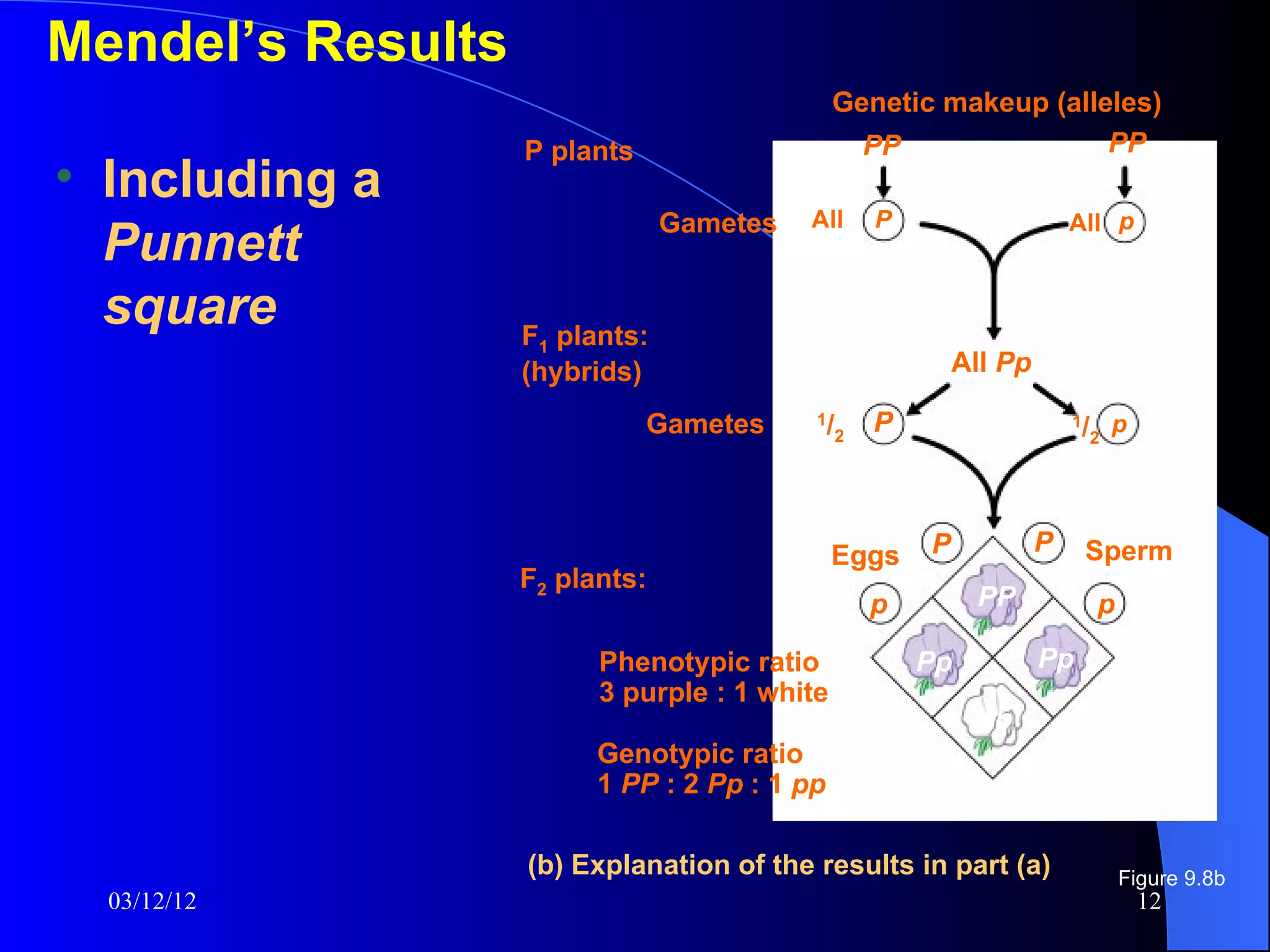 Mendel’s Results
                                              Genetic makeup (alleles)
                   P plants                     PP                PP
• Including a
                                Gametes   All      P                    All p
  Punnett
  square           F1 plants:
                   (hybrids)                               All Pp

                              Gametes     1
                                              /2   P                    1
                                                                         /2 p



                                              Eggs     P            P       Sperm
                   F2 plants:
                                                   p        PP              p

                         Phenotypic ratio              Pp           Pp
                         3 purple : 1 white
                                                            pp
                         Genotypic ratio
                         1 PP : 2 Pp : 1 pp

                   (b) Explanation of the results in part (a)                   Figure 9.8b
  03/12/12                                                                       12
 
