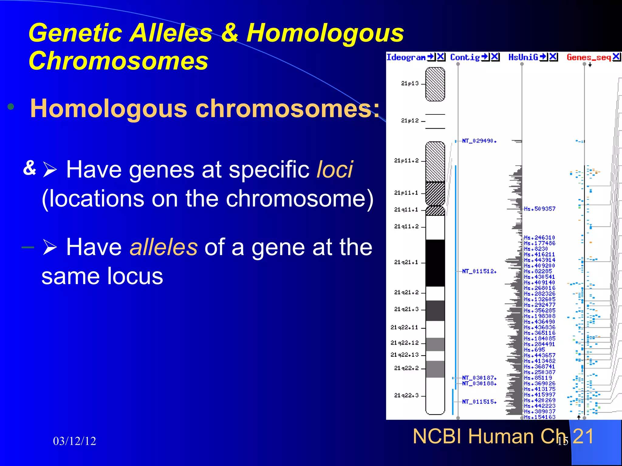 Genetic Alleles & Homologous
 Chromosomes
• Homologous chromosomes:

 &  Have genes at specific loci
  (locations on the chromosome)
 –  Have alleles of a gene at the
  same locus




   03/12/12                          NCBI Human Ch 21
                                                 15
 