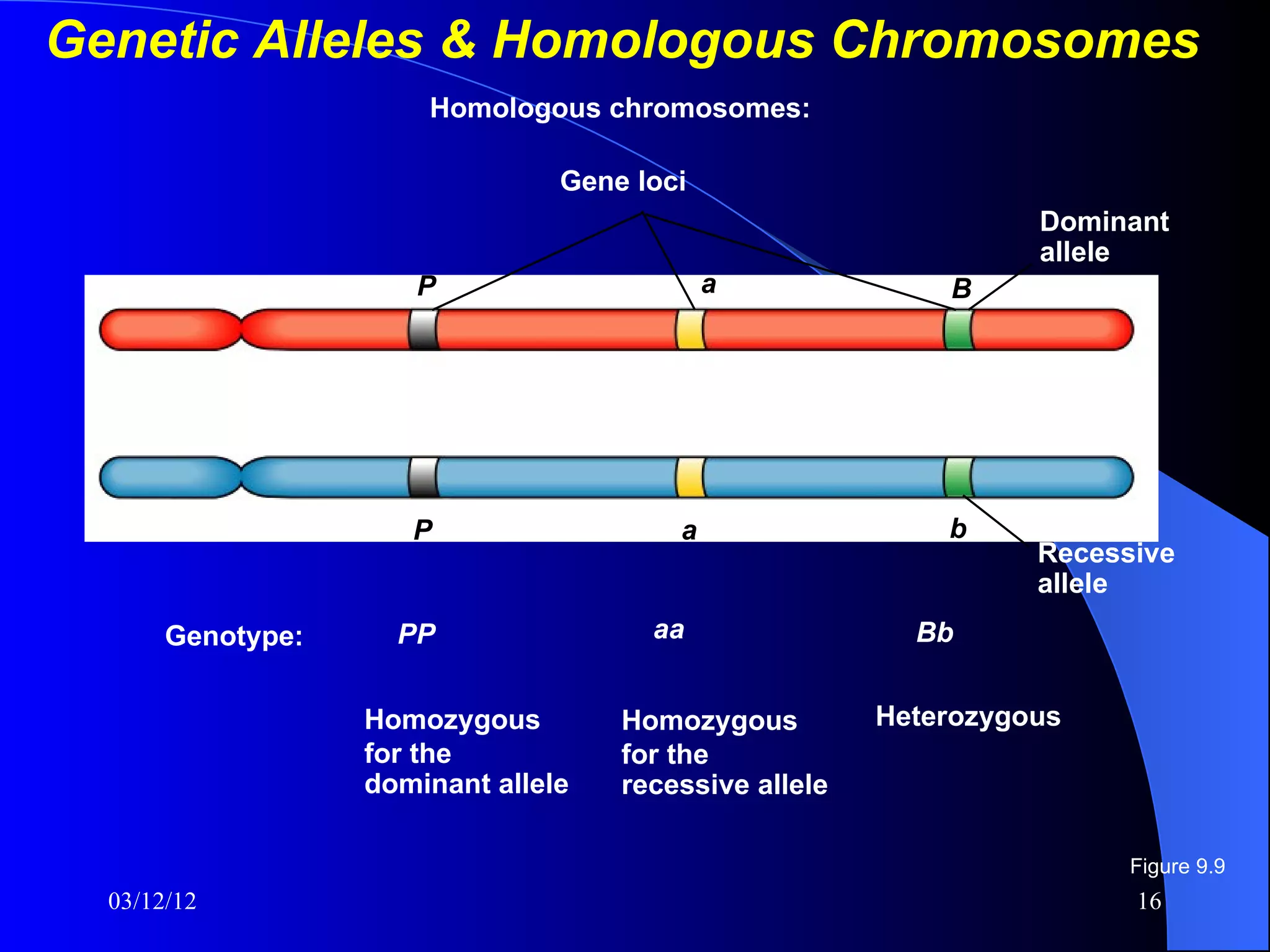 Genetic Alleles & Homologous Chromosomes
                       Homologous chromosomes:

                                 Gene loci
                                                                  Dominant
                                                                  allele
                      P                      a              B




                      P                  a                  b
                                                                  Recessive
                                                                  allele
       Genotype:     PP                aa                 Bb


                   Homozygous        Homozygous         Heterozygous
                   for the           for the
                   dominant allele   recessive allele

                                                                        Figure 9.9
  03/12/12                                                              16
 