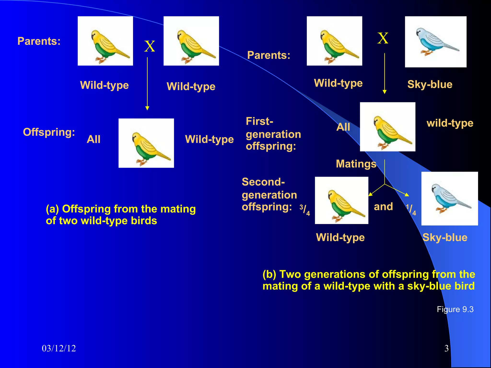 Parents:
                           X                                                 X
                                               Parents:

               Wild-type       Wild-type                       Wild-type         Sky-blue


                                              First-                                  wild-type
 Offspring:                                                        All
                All               Wild-type   generation
                                              offspring:
                                                                   Matings
                                              Second-
                                              generation
     (a) Offspring from the mating            offspring: 3/4               and   /4
                                                                                 1

     of two wild-type birds
                                                               Wild-type              Sky-blue


                                                  (b) Two generations of offspring from the
                                                  mating of a wild-type with a sky-blue bird

                                                                                        Figure 9.3



    03/12/12                                                                              3
 