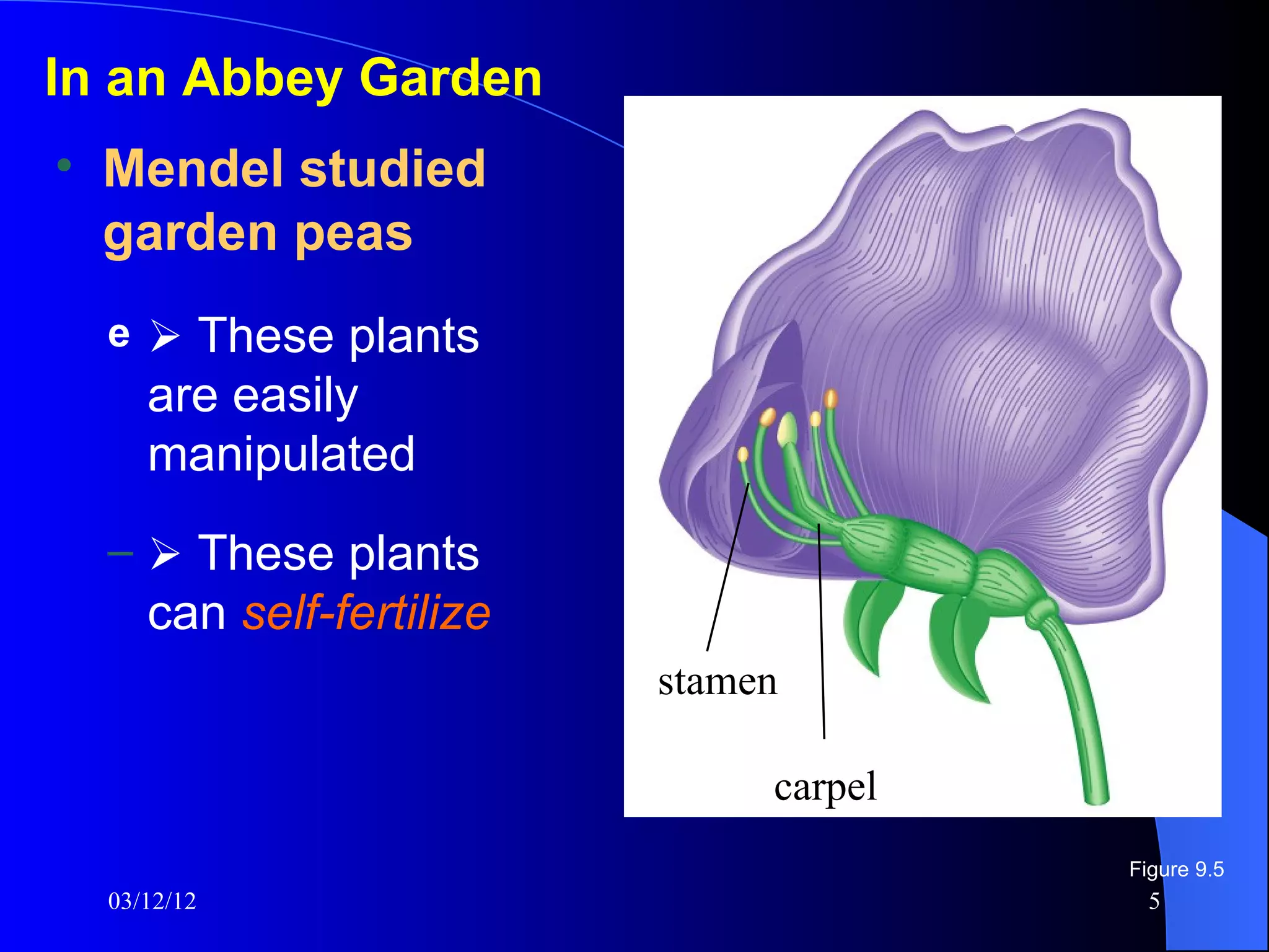 In an Abbey Garden
• Mendel studied
  garden peas
  e  These plants
     are easily
     manipulated
  –  These plants
     can self-fertilize
                          stamen
                           Stamen


                                 Carpel
                                carpel
                                          Figure 9.5
  03/12/12                                  5
 