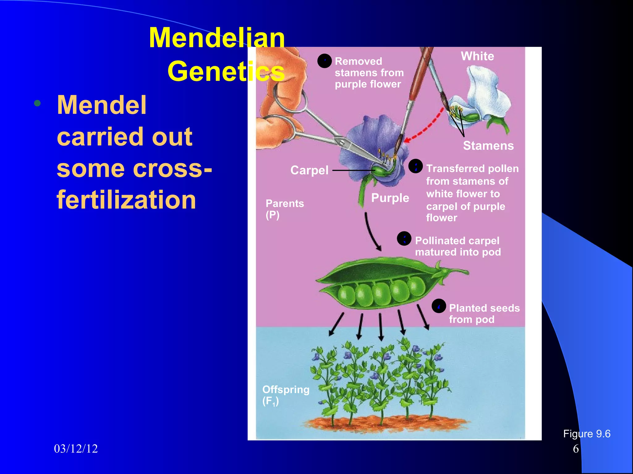 Mendelian                                   White
                               1 Removed
             Genetics            stamens from
                                 purple flower

• Mendel
  carried out                                           Stamens

  some cross-           Carpel               2 Transferred pollen
                                               from stamens of

  fertilization    Parents
                   (P)
                                       Purple white flower to
                                               carpel of purple
                                               flower

                                             3 Pollinated carpel
                                               matured into pod




                                                   4 Planted seeds
                                                     from pod




                   Offspring
                   (F1)


                                                                     Figure 9.6
 03/12/12                                                              6
 