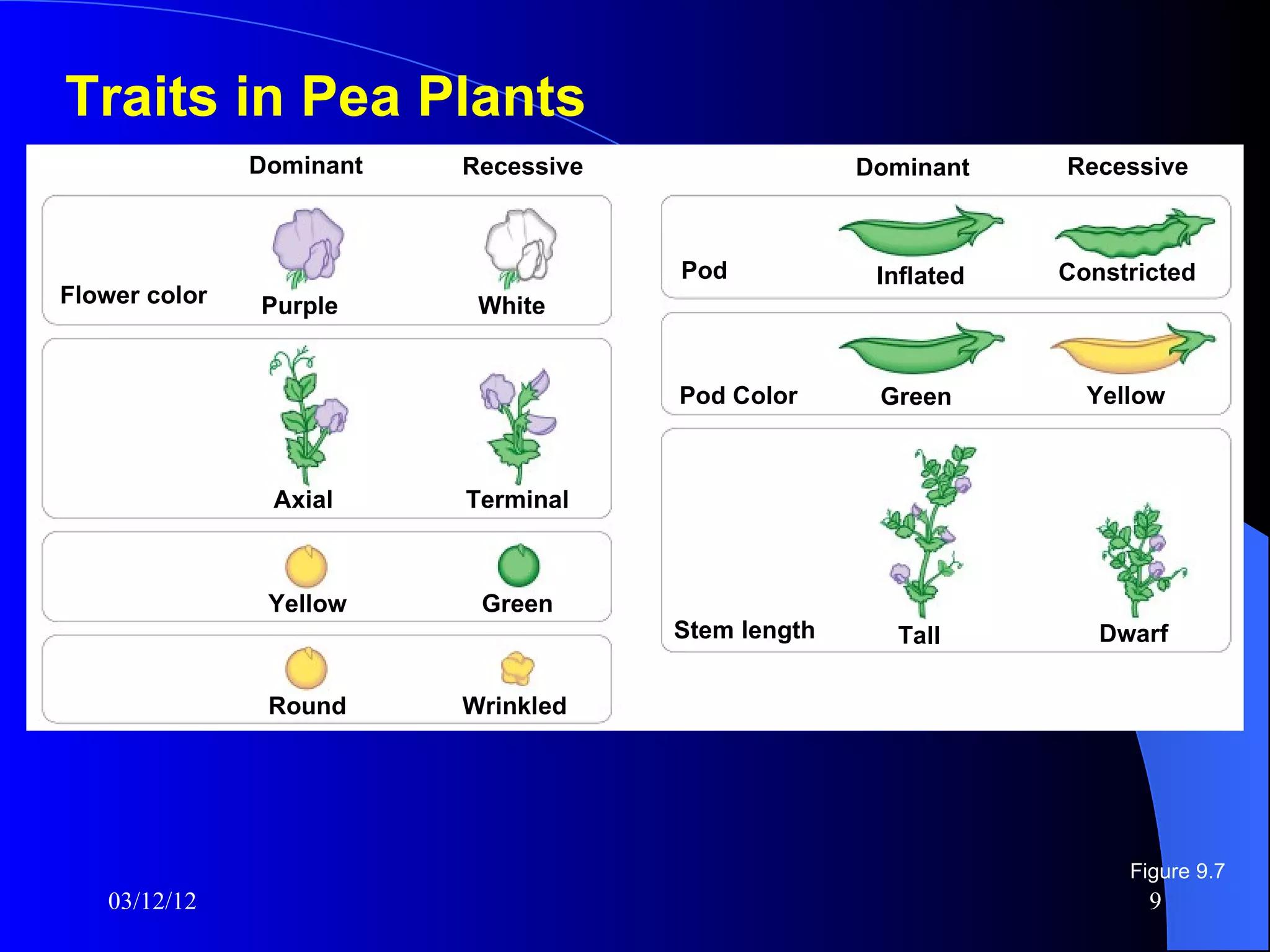 Traits in Pea Plants
                  Dominant   Recessive                 Dominant    Recessive



                                         Pod shape      Inflated   Constricted
Flower color      Purple      White


                                         Pod Color      Green        Yellow


Flower position    Axial     Terminal



Seed color         Yellow     Green
                                         Stem length     Tall         Dwarf

Seed shape         Round     Wrinkled




                                                                        Figure 9.7
    03/12/12                                                              9
 