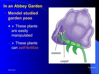 In an Abbey Garden
• Mendel studied
  garden peas
  e  These plants
     are easily
     manipulated
  –  These plants
     can self-fertilize
                          stamen
                           Stamen


                                 Carpel
                                carpel
                                          Figure 9.5
  03/12/12                                  5
 