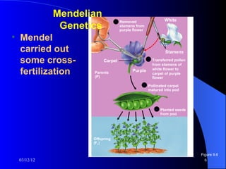 Mendelian                                   White
                               1 Removed
             Genetics            stamens from
                                 purple flower

• Mendel
  carried out                                           Stamens

  some cross-           Carpel               2 Transferred pollen
                                               from stamens of

  fertilization    Parents
                   (P)
                                       Purple white flower to
                                               carpel of purple
                                               flower

                                             3 Pollinated carpel
                                               matured into pod




                                                   4 Planted seeds
                                                     from pod




                   Offspring
                   (F1)


                                                                     Figure 9.6
 03/12/12                                                              6
 