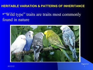 HERITABLE VARIATION & PATTERNS OF INHERITANCE

•“Wild type” traits are traits most commonly
found in nature




                                               Figure 9.2
   03/12/12                                       1
 