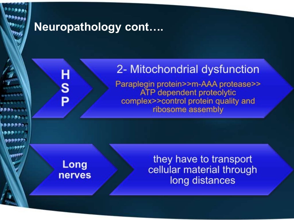 Hereditary Spastic Paraplegia hereditary-spastic-paraplegia