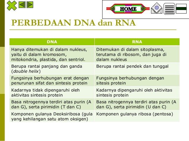 Perbedaan Dna Dan Rna Dalam Sintesis Protein - DNA Informasi