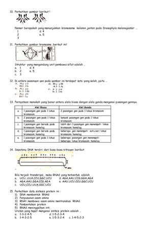 10. Perhatikan gambar berikut ! 
Nomor berapakah yang menunjukkan kromosome kelamin jantan pada Drosophyla melanogaster … 
1 d. 4 
2 e. 5 
3 
11. Perhatikan gambar kromosme berikut ini! 
Struktur yang mengandung unit pembawa sifat adalah … 
a. 1 d. 4 
b. 2 e. 5 
c. 3 
12. Di antara pasangan gen pada gambar ini terdapat satu yang salah, yaitu … 
13. Pernyataan manakah yang benar antara alela biasa dengan alela ganda mengenai pasangan gennya. 
Alel Biasa Alel Ganda 
a. 1 pasangan gen pada 1 lokus 
kromosom 
2 pasangan gen pada 1 lokus kromosom 
b. 2 pasangan gen pada 1 lokus 
kromosom 
banyak pasangan gen pada 1 lokus 
kromosom 
c. 1 pasangan gen berada pada 
kromosom homolog 
lebih dari 1 pasangan gen menempati lokus 
kromosom homolog 
d. 1 pasangan gen berada pada 
kromosom homolog 
beberapa gen menempati satu seri lokus 
kromosom homolog 
e. 1 pasangan gen pada 1 lokus 
kromosom 
beberapa pasangan gen menempati 
beberapa lokus kromosom homolog 
14. Sepotong DNA terdiri dari basa-basa nitrogen berikut: 
Bila terjadi transkripsi, maka RNAd yang terbentuk adalah 
a. UCU, UUA,CCU,GGC,UCU d. AGA,AAU,CCG,GGA,AGA 
b. AGA,AAU,GGA.CCG.AGA e. AAU,UCU,CCU,GGC,UCU 
c. UCU,CCU,UUA,GGC,UCU 
15. Perhatikan data sintesis protein ini : 
1) DNA membentuk RNAd 
2) Penyusunan asam amino 
3) RNAt membawa asam amino mentranslasi RNAd. 
4) Pembentukan protein 
5) RNAd meninggalkan inti. 
Urutan yang tepat mengenai sinteis protein adalah … 
a. 1-3-2-4-5 d. 1-5-2-3-4 
b. 1-4-3-2-5 e. 1-5-3-2-4 c. 1-4-5-2-3 
 