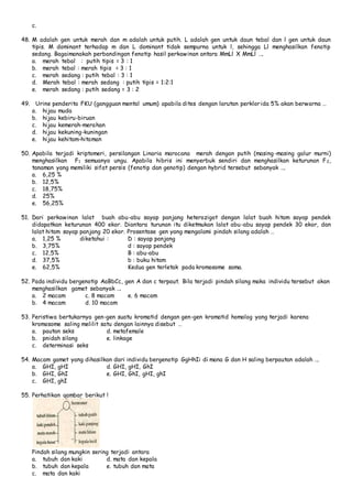 c. 
48. M adalah gen untuk merah dan m adalah untuk putih. L adalah gen untuk daun tebal dan l gen untuk daun 
tipis. M dominant terhadap m dan L dominant tidak sempurna untuk l, sehingga Ll menghasilkan fenotip 
sedang. Bagaimanakah perbandingan fenotip hasil perkawinan antara MmLl X MmLl …. 
a. merah tebal : putih tipis = 3 : 1 
b. merah tebal : merah tipis = 3 : 1 
c. merah sedang : putih tebal : 3 : 1 
d. Merah tebal : merah sedang : putih tipis = 1:2:1 
e. merah sedang : putih sedang = 3 : 2 
49. Urine penderita FKU (gangguan mental umum) apabila dites dengan larutan perklorida 5% akan berwarna … 
a. hijau muda 
b. hijau kebiru-biruan 
c. hijau kemerah-merahan 
d. hijau kekuning-kuningan 
e. hijau kehitam-hitaman 
50. Apabila terjadi kriptomeri, persilangan Linaria marocana merah dengan putih (masing -masing galur murni) 
menghasilkan F1 semuanya ungu. Apabila hibris ini menyerbuk sendiri dan menghasilkan keturunan F2, 
tanaman yang memiliki sifat persis (fenotip dan genotip) dengan hybrid tersebut sebanyak …. 
a. 6,25 % 
b. 12,5% 
c. 18,75% 
d. 25% 
e. 56,25% 
51. Dari perkawinan lalat buah abu-abu sayap panjang heterozigot dengan lalat buah hitam sayap pendek 
didapatkan keturunan 400 ekor. Diantara turunan itu diketmukan lalat abu-abu sayap pendek 30 ekor, dan 
lalat hitam sayap panjang 20 ekor. Prosentase gen yang mengalami pindah silang adalah … 
a. 1,25 % diketahui : D : sayap panjang 
b. 3,75% d : sayap pendek 
c. 12,5% B : abu-abu 
d. 37,5% b : buku hitam 
e. 62,5% Kedua gen terletak pada kromosome sama. 
52. Pada individu bergenotip AaBbCc, gen A dan c terpaut. Bila terjadi pindah silang maka individu tersebut akan 
menghasilkan gamet sebanyak …. 
a. 2 macam c. 8 macam e. 6 macam 
b. 4 macam d. 10 macam 
53. Peristiwa bertukarnya gen-gen suatu kromatid dengan gen-gen kromatid homolog yang terjadi karena 
kromosome saling melilit satu dengan lainnya disebut … 
a. pautan seks d. metafemale 
b. pnidah silang e. linkage 
c. determinasi seks 
54. Macam gamet yang dihasilkan dari individu bergenotip GgHhIi di mana G dan H saling berpautan adalah …. 
a. GHI, gHI d. GHI, gHI, GhI 
b. GHI, GhI e. GHI, GhI, gHI, ghI 
c. GHI, ghI 
55. Perhatikan gambar berikut ! 
Pindah silang mungkin sering terjadi antara 
a. tubuh dan kaki d. mata dan kepala 
b. tubuh dan kepala e. tubuh dan mata 
c. mata dan kaki 
 