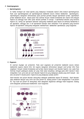 C. Gametagiogenesis 
1. Spermatogenesis 
Di testes terdapat sel induk sperma yang mempunyai kromosome diploid (2m) disebut spermatogonium. 
Pada awal spermatogenesis sel spermatogonium membelah secara mitosis membentuk spermatogonia. 
Spermatogonia mengalami deferensisasi pada profase pertama menjadi spermatosit primer. Spermatosit 
primer membelah secara meosis pada fase anafase terjadi reduksi kromosome dari diploid (2n) menjadi 
haploid (n) sehingga hasil akhir pada meiosis pertama ini berupa 2 spermatosit skunder yang bersifat 
haploid (n). Setiap sel spermatid sekunder selanjutnya membelah pada meosis II (mitosis) membentuk 2 
sel spermatid, sehingga dari 2 sel spermatosit skunder akan dihasilkan 4 sel spermatid yang bersifat 
haploid. Sel spermatid selanjutnya mengalami metamorfosis membentuk spermatozoa yang fungsional. 
2. Oogenesis 
Di ovarium dijumpai sel primordial. Pada awal oogenesis sel primordial membelah secara mitosis 
membentuk oogonia diploid (2n). Sel oogonia mengalami deferensiasi menjadi oosit primer (2n). Pada 
anaphase I terjadi reduksi kromosome oosit primer diploid menjadi oosit skunder haploid, dan pada fase 
telofase terjadi pembagian plasma sel yang tidak sama banyaknya, sehingga pada akhir meiosis I akan 
didapatkan 2 sel, yaitu satu sel oosit skunder haploid (n) yang mempunyai plasma yang lebih banyak dan 
satu sel polosit I (badan polar) haploid (n) yang mempunyai plasma sedikit. 
Oosit skunder dan polosit skunder selanjutnya memasuki pembelahan meosis II (mitosis) . Oosit skunder 
akan membelah menjadi satu ootid dan satu polosit II, sedang polosit I akan menghasilkan 2 sel polosit 
II. Tiga buah sel polosit II selanjutnya akan mengalami degenerasi sehingga tidak fungsional. Sedang 
ootid mengalami pendewasaan membentuk ovum fungsional. 
 