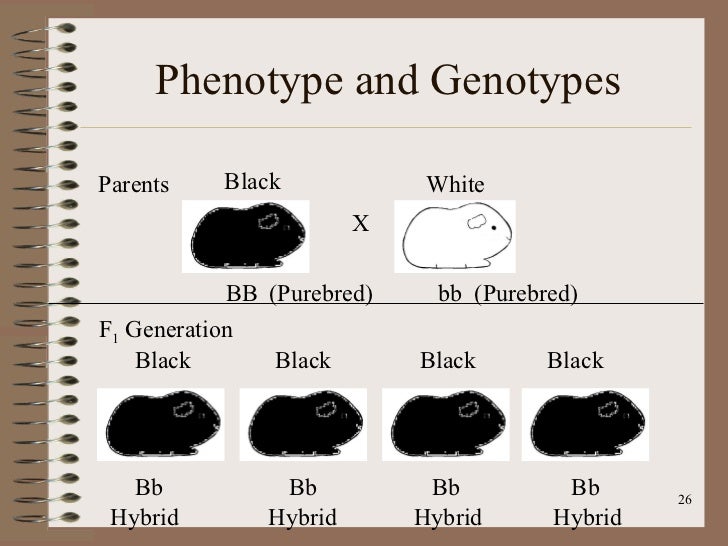 Heredity Notebook Overview