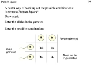 Punnett square                                                  10

   A neater way of working out the possible combinations
   is to use a Punnett Square*
   Draw a grid
   Enter the alleles in the gametes

   Enter the possible combinations

                                B      b      female gametes


                       B        BB    Bb
    male
    gametes
                                                These are the
                       b        Bb    bb        F2 generation
 