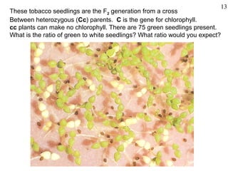 13
These tobacco seedlings are the F2 generation from a cross
Between heterozygous (Cc) parents. C is the gene for chlorophyll.
cc plants can make no chlorophyll. There are 75 green seedlings present.
What is the ratio of green to white seedlings? What ratio would you expect?
 