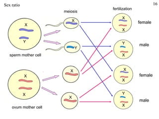 Sex ratio                                                   16
                                   fertilization
                       meiosis
                                         X
                           X                       female
            X
                                         X

            Y                            Y         male
                               Y
   sperm mother cell                     X



                          X               X
            X                                      female
                                         X


            X                            Y
                         X
                                                   male
    ovum mother cell                     X
 