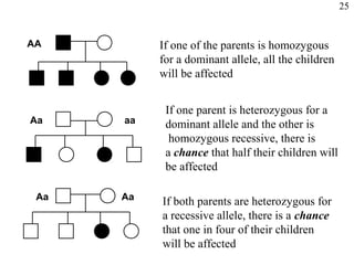 25


AA         If one of the parents is homozygous
           for a dominant allele, all the children
           will be affected


            If one parent is heterozygous for a
Aa    aa    dominant allele and the other is
             homozygous recessive, there is
            a chance that half their children will
            be affected

 Aa   Aa   If both parents are heterozygous for
           a recessive allele, there is a chance
           that one in four of their children
           will be affected
 