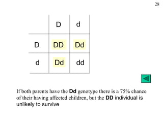 28



                 D         d

        D       DD        Dd

        d        Dd        dd


If both parents have the Dd genotype there is a 75% chance
of their having affected children, but the DD individual is
unlikely to survive
 