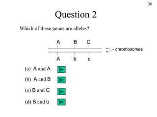 30

                Question 2
Which of these genes are alleles?

                 A       B     C
                                    chromosomes

                 A       b      c
  (a) A and A

  (b) A and B

  (c) B and C

  (d) B and b
 
