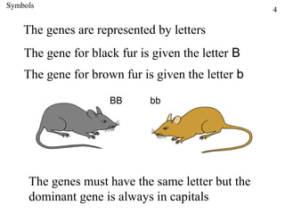 Symbols
                                                   4

    The genes are represented by letters
    The gene for black fur is given the letter B
    The gene for brown fur is given the letter b

                     BB      bb




     The genes must have the same letter but the
     dominant gene is always in capitals
 