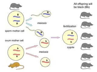 All offspring will
                                              be black (Bb)
                              B
          B



          B         meiosis
                                  fertilization
sperm mother cell
                      B                   B


ovum mother cell          b              b


          b                          zygote
                     meiosis
          b
                          b
 