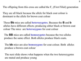 8

The offspring from this cross are called the F1 (First Filial) generation

They are all black because the allele for black coat colour is
dominant to the allele for brown coat colour

These Bb mice are called heterozygotes. Because the B and b
alleles have different effects; producing either black or brown coat
colour The mice are heterozygous for coat colour

 The BB mice are called homozygotes because the two alleles
 produce the same effect. Both alleles produce black coats.

 The bb mice are also homozygous for coat colour. Both alleles
 produce a brown coat colour

 The next slide shows what happens when the two heterozygotes
 are mated and produce young
 