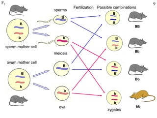 F2                                                                        9
                                   Fertilization Possible combinations
                         sperms
                                                        B
                            B
            B                                           B
                                                                     BB


            b                b                              B

     sperm mother cell                                      b
                                                                     Bb
                         meiosis

     ovum mother cell                                    b
                             B

                B                                        B
                                                                     Bb

            b
                              b
                                                         b

                                                         b
                           ova                                       bb
                                                      zygotes
 