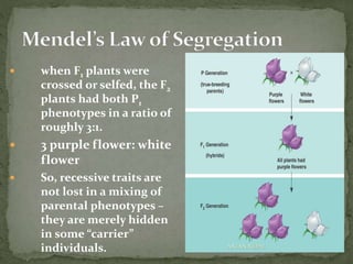  when F1 plants were
crossed or selfed, the F2
plants had both P1
phenotypes in a ratio of
roughly 3:1.
 3 purple flower: white
flower
 So, recessive traits are
not lost in a mixing of
parental phenotypes –
they are merely hidden
in some “carrier”
individuals. ANJAN NEPAL
 