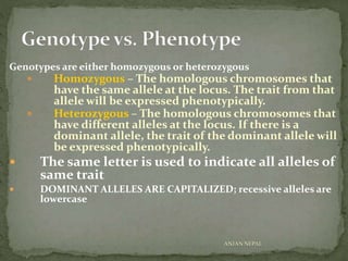 Genotypes are either homozygous or heterozygous
 Homozygous – The homologous chromosomes that
have the same allele at the locus. The trait from that
allele will be expressed phenotypically.
 Heterozygous – The homologous chromosomes that
have different alleles at the locus. If there is a
dominant allele, the trait of the dominant allele will
be expressed phenotypically.
 The same letter is used to indicate all alleles of
same trait
 DOMINANT ALLELES ARE CAPITALIZED; recessive alleles are
lowercase
ANJAN NEPAL
 