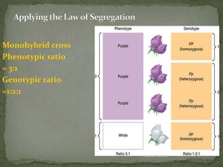 Monohybrid cross
Phenotypic ratio
= 3:1
Genotypic ratio
=1:2:1
ANJAN NEPAL
 