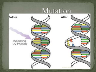Mutation
ANJAN NEPAL
 