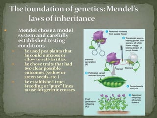  Mendel chose a model
system and carefully
established testing
conditions
 he used pea plants that
he could outcross or
allow to self-fertilize
 he chose traits that had
two clear possible
outcomes (yellow or
green seeds, etc.)
 he established true-
breeding or “pure” lines
to use for genetic crosses
ANJAN NEPAL
 
