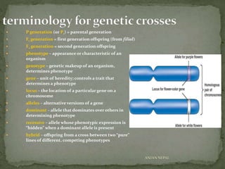  P generation (or P1) = parental generation
 F1 generation = first generation offspring (from filial)
 F2 generation = second generation offspring
 phenotype – appearance or characteristic of an
organism
 genotype – genetic makeup of an organism,
determines phenotype
 gene – unit of heredity; controls a trait that
determines a phenotype
 locus – the location of a particular gene on a
chromosome
 alleles – alternative versions of a gene
 dominant – allele that dominates over others in
determining phenotype
 recessive – allele whose phenotypic expression is
“hidden” when a dominant allele is present
 hybrid – offspring from a cross between two “pure”
lines of different, competing phenotypes
ANJAN NEPAL
 