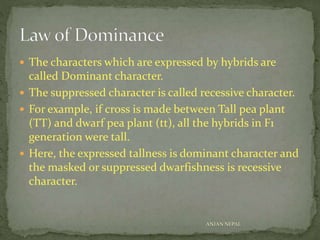  The characters which are expressed by hybrids are
called Dominant character.
 The suppressed character is called recessive character.
 For example, if cross is made between Tall pea plant
(TT) and dwarf pea plant (tt), all the hybrids in F1
generation were tall.
 Here, the expressed tallness is dominant character and
the masked or suppressed dwarfishness is recessive
character.
ANJAN NEPAL
 