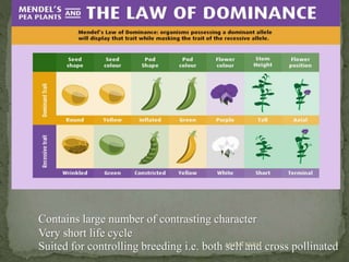 Contains large number of contrasting character
Very short life cycle
Suited for controlling breeding i.e. both self and cross pollinatedANJAN NEPAL
 