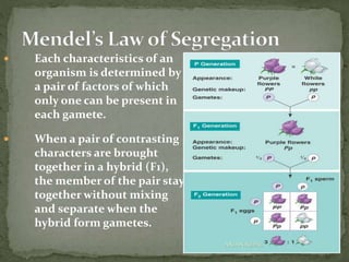  Each characteristics of an
organism is determined by
a pair of factors of which
only one can be present in
each gamete.
 When a pair of contrasting
characters are brought
together in a hybrid (F1),
the member of the pair stay
together without mixing
and separate when the
hybrid form gametes.
ANJAN NEPAL
 