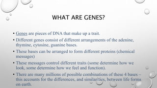 WHAT ARE GENES?
• Genes are pieces of DNA that make up a trait.
• Different genes consist of different arrangements of the adenine,
thymine, cytosine, guanine bases.
• These bases can be arranged to form different proteins (chemical
messages)
• These messages control different traits (some determine how we
look, some determine how we feel and function).
• There are many millions of possible combinations of these 4 bases –
this accounts for the differences, and similarities, between life forms
on earth.
 
